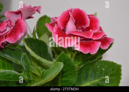 Petals in Pink Perfection 🌸' 'A Symphony of Pink Elegance 🎀' 'Graceful Blooms in Fifty Shades of Pink 🌷' 'Nature's Blush: Pink Roses Edition 💖' 'P Stockfoto