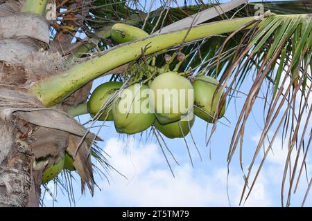 Junge grüne, unreife Kokosnüsse hängen an Kokospalmen Stockfoto