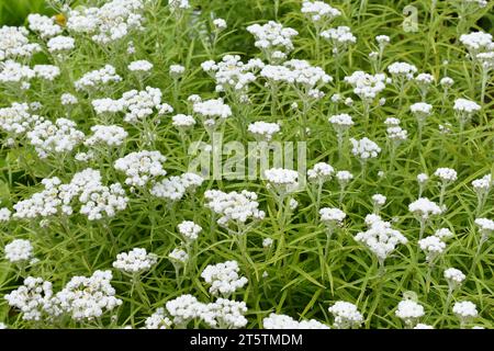 westliche Perle ewige Anaphalis margaritacea blüht auf einem Feld Stockfoto