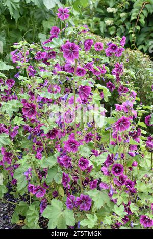 Gemeine Hollyhock althaea rosea purpurne Blüten Stockfoto