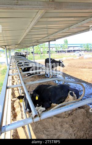 LUANNAN COUNTY - 28. AUGUST: Kuh, die auf dem Boden liegt, um sich auf einem Bauernhof auszuruhen, 28. August 2015, Luannan County, Provinz Hebei, China. Stockfoto