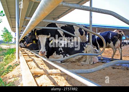 LUANNAN COUNTY - 28. AUGUST: Kuh, die auf dem Boden liegt, um sich auf einem Bauernhof auszuruhen, 28. August 2015, Luannan County, Provinz Hebei, China. Stockfoto