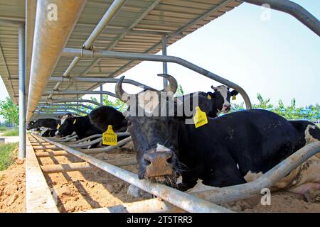 LUANNAN COUNTY - 28. AUGUST: Kuh, die auf dem Boden liegt, um sich auf einem Bauernhof auszuruhen, 28. August 2015, Luannan County, Provinz Hebei, China. Stockfoto