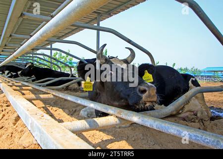 LUANNAN COUNTY - 28. AUGUST: Kuh, die auf dem Boden liegt, um sich auf einem Bauernhof auszuruhen, 28. August 2015, Luannan County, Provinz Hebei, China. Stockfoto