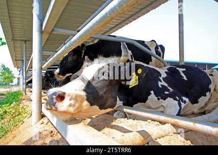 LUANNAN COUNTY - 28. AUGUST: Kuh, die auf dem Boden liegt, um sich auf einem Bauernhof auszuruhen, 28. August 2015, Luannan County, Provinz Hebei, China. Stockfoto