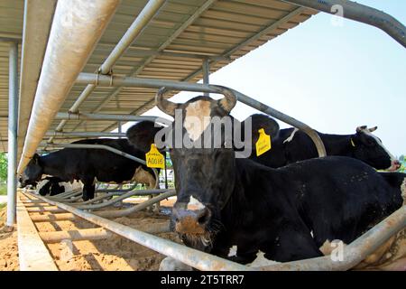 LUANNAN COUNTY - 28. AUGUST: Kuh, die auf dem Boden liegt, um sich auf einem Bauernhof auszuruhen, 28. August 2015, Luannan County, Provinz Hebei, China. Stockfoto