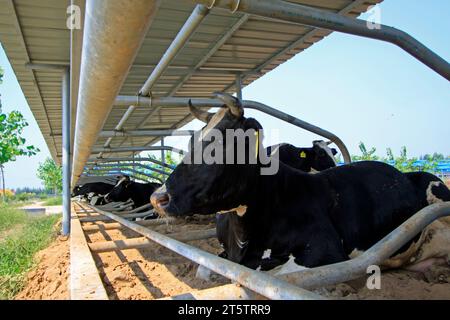 LUANNAN COUNTY - 28. AUGUST: Kuh, die auf dem Boden liegt, um sich auf einem Bauernhof auszuruhen, 28. August 2015, Luannan County, Provinz Hebei, China. Stockfoto