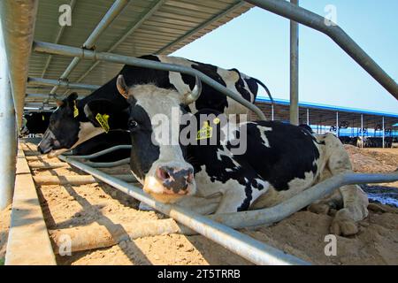 LUANNAN COUNTY - 28. AUGUST: Kuh, die auf dem Boden liegt, um sich auf einem Bauernhof auszuruhen, 28. August 2015, Luannan County, Provinz Hebei, China. Stockfoto