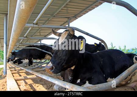 LUANNAN COUNTY - 28. AUGUST: Kuh, die auf dem Boden liegt, um sich auf einem Bauernhof auszuruhen, 28. August 2015, Luannan County, Provinz Hebei, China. Stockfoto