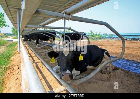 LUANNAN COUNTY - 28. AUGUST: Kuh, die auf dem Boden liegt, um sich auf einem Bauernhof auszuruhen, 28. August 2015, Luannan County, Provinz Hebei, China. Stockfoto