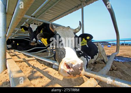 LUANNAN COUNTY - 28. AUGUST: Kuh, die auf dem Boden liegt, um sich auf einem Bauernhof auszuruhen, 28. August 2015, Luannan County, Provinz Hebei, China. Stockfoto