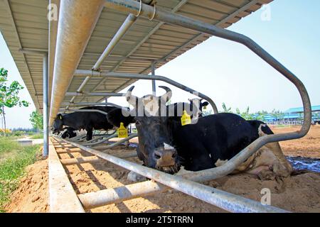 LUANNAN COUNTY - 28. AUGUST: Kuh, die auf dem Boden liegt, um sich auf einem Bauernhof auszuruhen, 28. August 2015, Luannan County, Provinz Hebei, China. Stockfoto