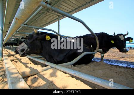 LUANNAN COUNTY - 28. AUGUST: Kuh, die auf dem Boden liegt, um sich auf einem Bauernhof auszuruhen, 28. August 2015, Luannan County, Provinz Hebei, China. Stockfoto