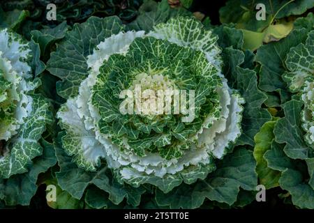 Kohl im Garten, grüner Hintergrund Stockfoto
