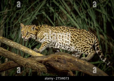 Adulte Ozelot im wilden Pantanal Brasiliens. Stockfoto