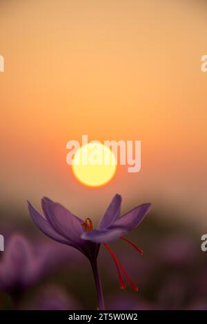 Während der Safranernte in Pampore, etwa 22 km von Srinagar entfernt, untergeht die Sonne über der blühenden Safranblume auf einem Feld. Der Safran ist ein Gewürz aus der Blüte des Crocus sativus und wird einmal im Jahr vom 21. Oktober bis Mitte November geerntet. Der weltweit teuerste Gewürz-Kaschmirsafran, oft als „Rotgold“ bezeichnet, der mehr als 10.000 US-Dollar pro Kilogramm verkauft, gilt aufgrund seiner überlegenen Qualität und seines ausgeprägten Geschmacks und Aromas als eine der besten Sorten. Es wurde mit der traditionellen kaschmirischen Küche in Verbindung gebracht und repräsentiert das reiche kulturelle Erbe der Region Stockfoto