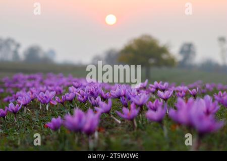 Während der Safranernte in Pampore, etwa 22 km von Srinagar entfernt, untergeht die Sonne über den blühenden Safranblüten auf einem Feld. Der Safran ist ein Gewürz aus der Blüte des Crocus sativus und wird einmal im Jahr vom 21. Oktober bis Mitte November geerntet. Der weltweit teuerste Gewürz-Kaschmirsafran, oft als „Rotgold“ bezeichnet, der mehr als 10.000 US-Dollar pro Kilogramm verkauft, gilt aufgrund seiner überlegenen Qualität und seines ausgeprägten Geschmacks und Aromas als eine der besten Sorten. Es wurde mit der traditionellen kaschmirischen Küche in Verbindung gebracht und repräsentiert das reiche kulturelle Erbe der region Stockfoto