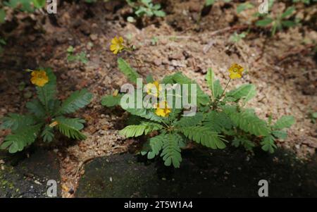 Winzige gelbe Blüten blühten auf dem Biophytum Reinwardtii, einem Kräuterpflanzen, die im heimischen Garten wachsen Stockfoto