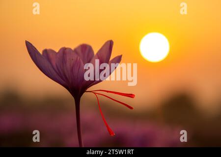 Während der Safranernte in Pampore, etwa 22 km von Srinagar entfernt, untergeht die Sonne über der blühenden Safranblume auf einem Feld. Der Safran ist ein Gewürz aus der Blüte des Crocus sativus und wird einmal im Jahr vom 21. Oktober bis Mitte November geerntet. Der weltweit teuerste Gewürz-Kaschmirsafran, oft als „Rotgold“ bezeichnet, der mehr als 10.000 US-Dollar pro Kilogramm verkauft, gilt aufgrund seiner überlegenen Qualität und seines ausgeprägten Geschmacks und Aromas als eine der besten Sorten. Es wurde mit der traditionellen kaschmirischen Küche in Verbindung gebracht und repräsentiert das reiche kulturelle Erbe der Region Stockfoto