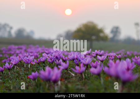 Während der Safranernte in Pampore, etwa 22 km von Srinagar entfernt, untergeht die Sonne über den blühenden Safranblüten auf einem Feld. Der Safran ist ein Gewürz aus der Blüte des Crocus sativus und wird einmal im Jahr vom 21. Oktober bis Mitte November geerntet. Der weltweit teuerste Gewürz-Kaschmirsafran, oft als „Rotgold“ bezeichnet, der mehr als 10.000 US-Dollar pro Kilogramm verkauft, gilt aufgrund seiner überlegenen Qualität und seines ausgeprägten Geschmacks und Aromas als eine der besten Sorten. Es wurde mit der traditionellen kaschmirischen Küche in Verbindung gebracht und repräsentiert das reiche kulturelle Erbe der region Stockfoto