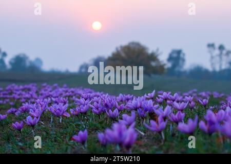 Während der Safranernte in Pampore, etwa 22 km von Srinagar entfernt, untergeht die Sonne über den blühenden Safranblüten auf einem Feld. Der Safran ist ein Gewürz aus der Blüte des Crocus sativus und wird einmal im Jahr vom 21. Oktober bis Mitte November geerntet. Der weltweit teuerste Gewürz-Kaschmirsafran, oft als „Rotgold“ bezeichnet, der mehr als 10.000 US-Dollar pro Kilogramm verkauft, gilt aufgrund seiner überlegenen Qualität und seines ausgeprägten Geschmacks und Aromas als eine der besten Sorten. Es wurde mit der traditionellen kaschmirischen Küche in Verbindung gebracht und repräsentiert das reiche kulturelle Erbe der region Stockfoto