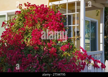 Bougainvillea fällt die Hauswand hinunter, mit ihren lebhaften Blüten und üppigen Blättern entsteht eine atemberaubende und dekorative Darstellung von Kletterweinen Stockfoto