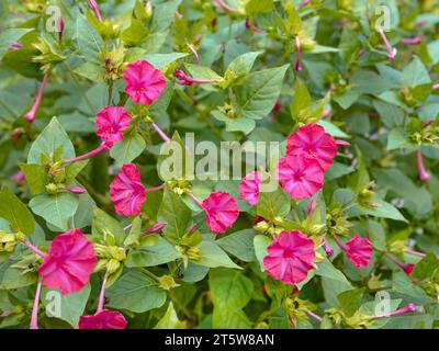 Blühendes Rosa der vier-Uhr-Blume oder Wunder von Peru oder mirabilis jalapa (lateinisch). Sommer, August, satte Farben, Nahaufnahme Stockfoto