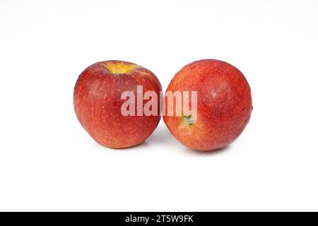 Zwei frische rote Äpfel mit Wassertropfen auf weißem Hintergrund Stockfoto