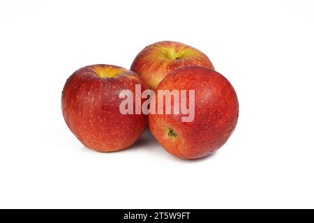 Frische Pazazz Äpfel Auf Weißem Hintergrund Stockfoto