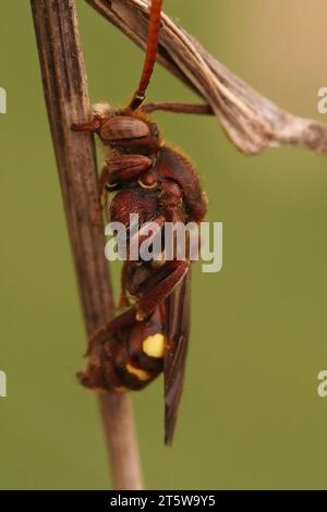 Natürliche Nahaufnahme einer farbenfrohen roten Nomaden-Kuckucksubiene, Nomada-Spezies, schlafend in der Vegetation Stockfoto