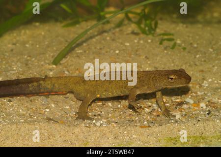 Natürliche Nahaufnahme eines männlichen chinesischen Warzenmolchs, Paramesotriton chinensis, unter Wasser Stockfoto