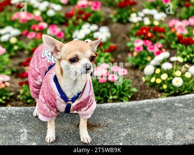 Wunderschöner Chihuahua-Hund in Kleidung auf einem Hintergrund aus Blumen. Stockfoto