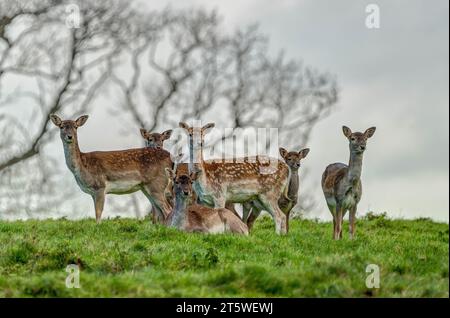 Ein kleiner Teil einer Herde Brachhirsche, 5/6 Rehe und ein Junge sind alle auf der Suche nach dem Lärm, zum Glück von ihnen. Stockfoto