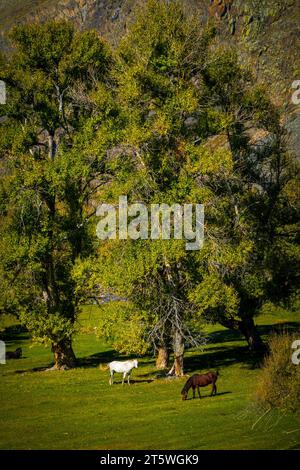 Blick aus einem hohen Winkel auf Pferde, die auf grasbewachsenem Feld im üppigen grünen Wald in Altai, Russland, weiden Stockfoto