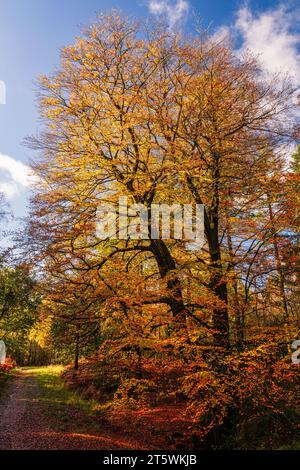 Großer, antiker Buchenbaum auf seinem Herbstgipfel auf dem hohen weald nahe Brightling im Osten Sussex im Südosten Englands Großbritannien Stockfoto