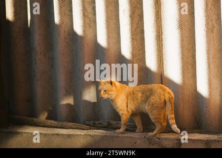 Ginger Katze spazieren auf dem blinden Bereich eines ländlichen Schieferzaun Stockfoto