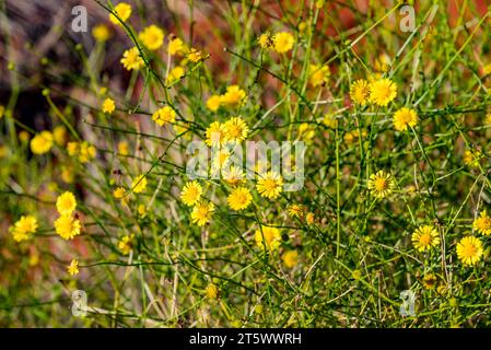 Yellow Everlasting Daisy (Helichrysum bracteatum) wächst in Zentralaustralien bei Kata Tjuta im Northern Territory, Australien Stockfoto