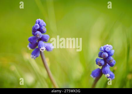 Traubenhyazinthen Blüten mit kleinen blühenden Zwiebeln im Frühlingsgarten. Stockfoto
