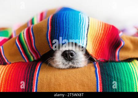 Süßer Hund, der unter einer bunten Decke schläft und seine Nase zeigt Stockfoto