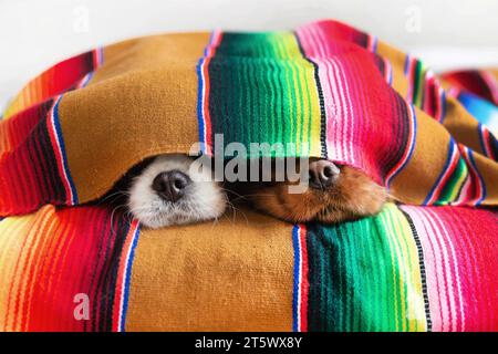 Zwei Hunde schlafen unter einer bunten Decke, die Nasen zeigt Stockfoto