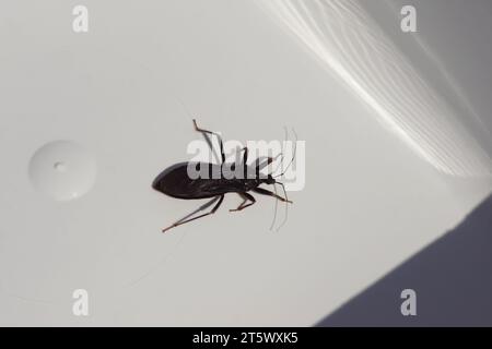 Maskenjäger (Reduvius personatus), Familien-Assassinen-Insekten (Reduviidae). In einem weißen Kunststoffbehälter. Gefunden in einem Haus. Juni, Niederlande Stockfoto