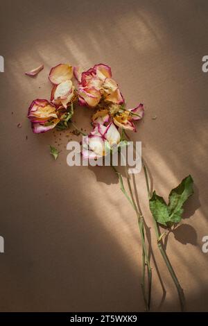 Trockene, verwelkte Rosen im Sonnenstrahl Stockfoto