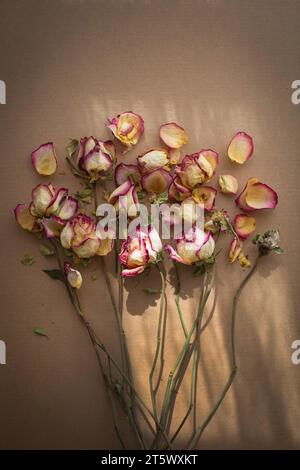 Strauß trockener, verdorbener Rosen im Sonnenstrahl Stockfoto