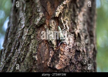 Moschuskäfer Aromia moschata Nahaufnahme, eurasische Langhornkäfer, klettert im Sommer auf einer Weide in ihrem natürlichen Lebensraum Stockfoto