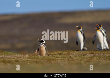 Königspinguine (Aptenodytes patagonicus), die über Grasland laufen, das eine Kolonie von Magellanpinguinen (Spheniscus magellanicus) in den Falklands enthält Stockfoto