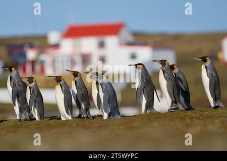 Königspinguine (Aptenodytes patagonicus), die am Volunteer Point auf den Falklandinseln über das Grasland laufen. Das Haus der Wärter ist im Hintergrund. Stockfoto