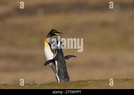 Die Auseinandersetzung zwischen Königspinguin (Aptenodytes patagonicus) und Magellanpinguin (Spheniscus magellanicus) am Volunteer Point auf den Falklandinseln Stockfoto