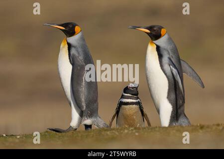 Königspinguine (Aptenodytes patagonicus), die über Grasland laufen, das eine Kolonie von Magellanpinguinen (Spheniscus magellanicus) in den Falklands enthält Stockfoto