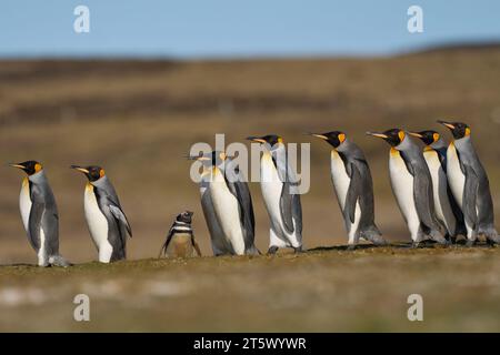 Königspinguine (Aptenodytes patagonicus), die über Grasland laufen, das eine Kolonie von Magellanpinguinen (Spheniscus magellanicus) in den Falklands enthält Stockfoto