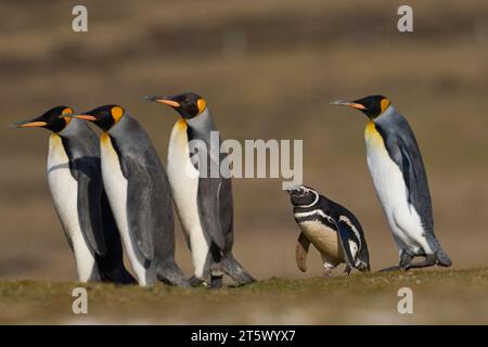 Königspinguine (Aptenodytes patagonicus), die über Grasland laufen, das eine Kolonie von Magellanpinguinen (Spheniscus magellanicus) in den Falklands enthält Stockfoto